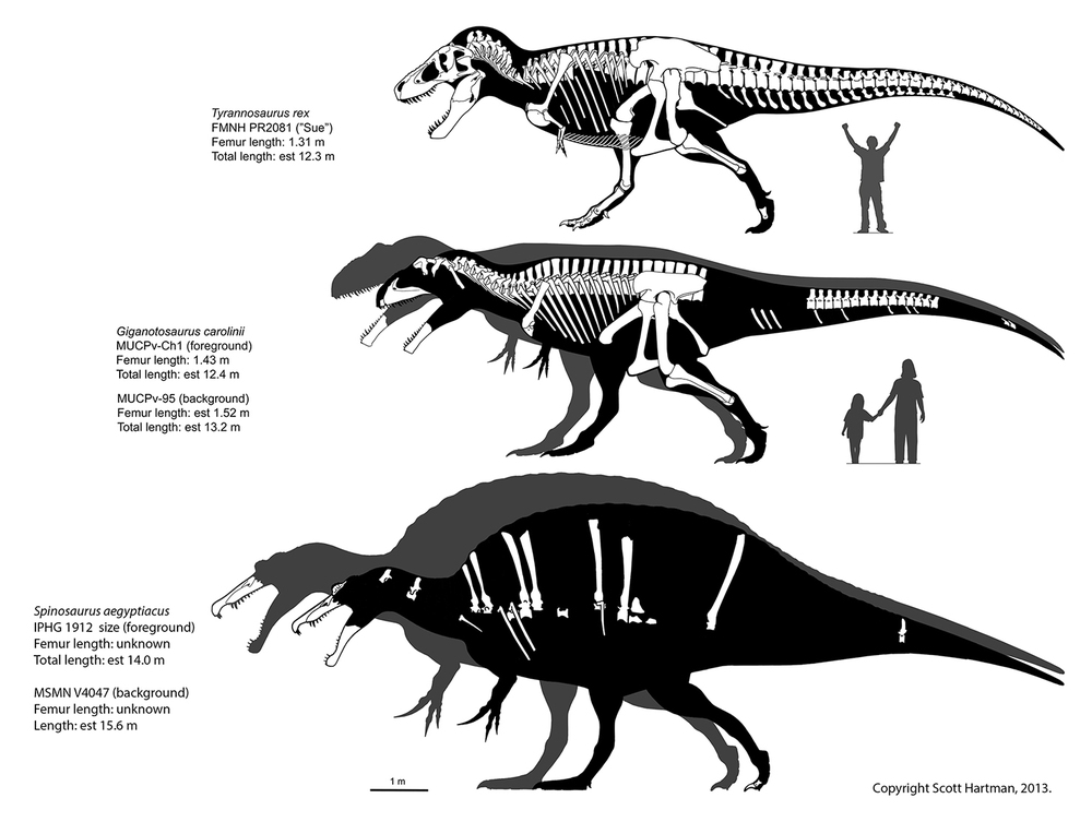 spinosaurus-size.jpg