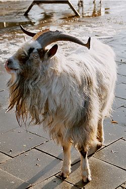 250px-Capra-Ziegenbockholländisch.jpg