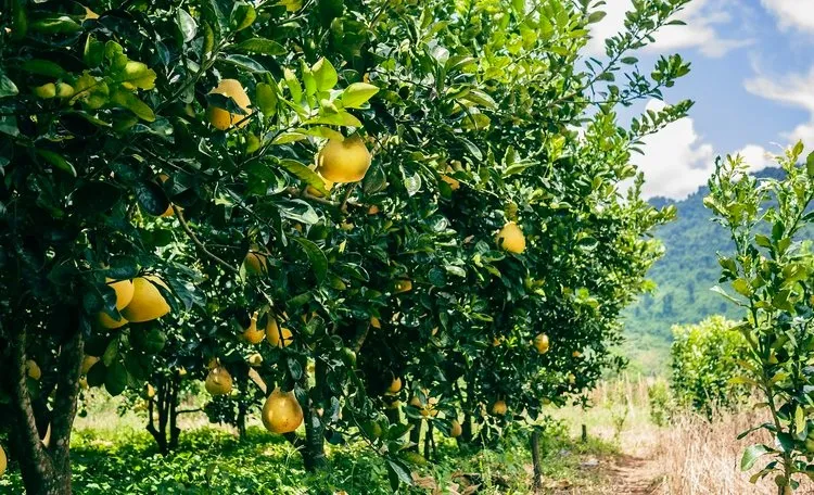 lemon forest.webp