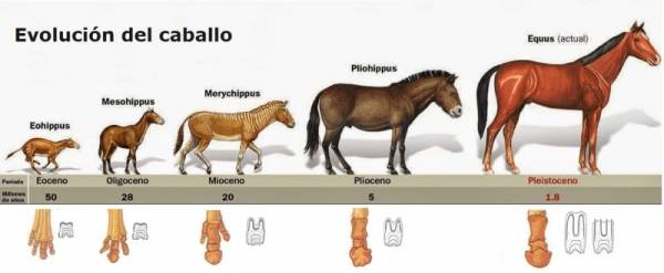 evolucion-del-caballo-1.jpg