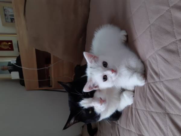 20200507_162843.jpg : 힙(x)베스트에 고양이 날이라해서..