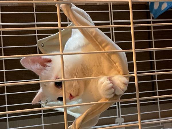 1594945465330-0.jpg : 베스트에 고양이 날이리해서..
