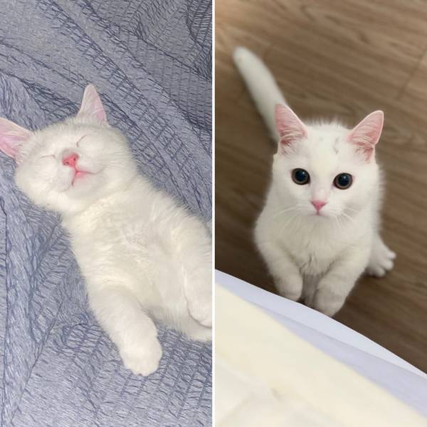 1593264541190.jpg : 베스트에 고양이 날이리해서..