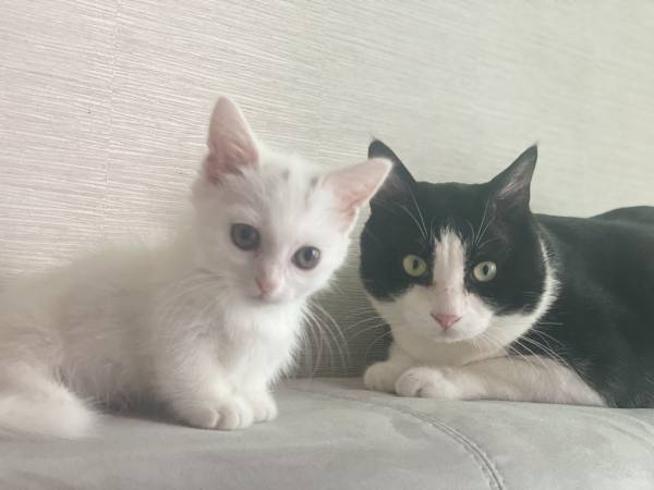 1590541041463.jpg : 힙(x)베스트에 고양이 날이라해서..
