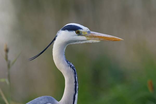 grey-heron-7987149_1920.jpg