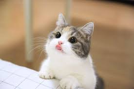 cattttt.jpg