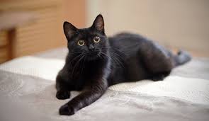 catt.jpg