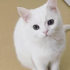 cattt.jpg