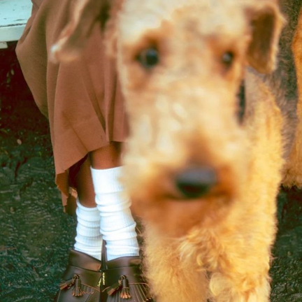 강아지.png