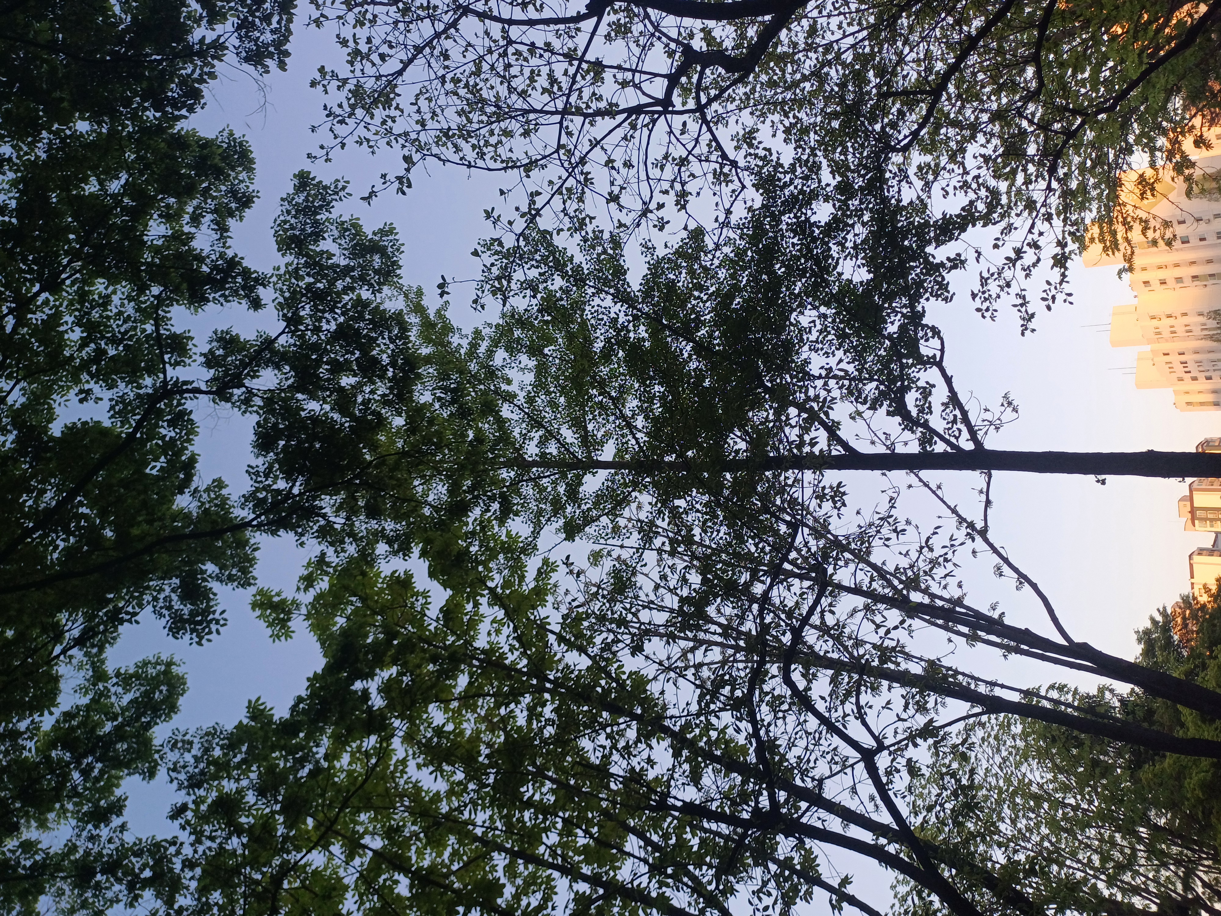 20250423_190254.jpg