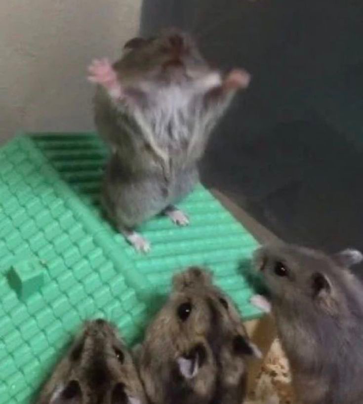 93a3e3aa7c19e6111b546fd54c2e6e12.jpg