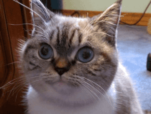 Funny (3).gif