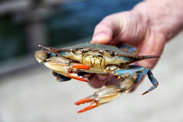 claws-close-up-crab-2630954-1024x683.jpg