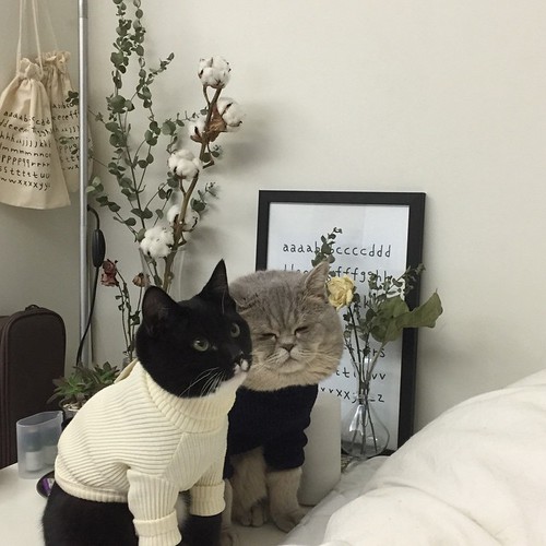image.jpeg