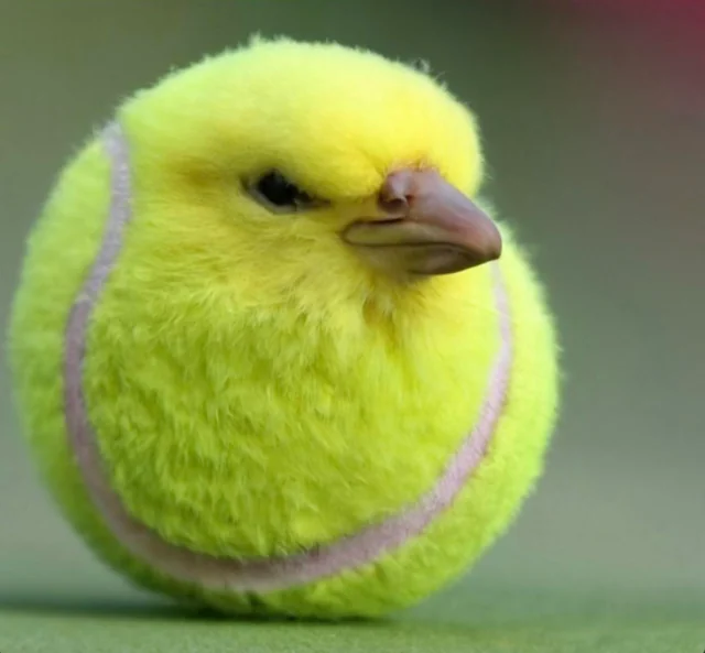 blursed-tennis-ball-bird-v0-3ldo99m5tpv91.webp