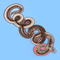 250px-Gravid_adult_female_Nippostrongylus_brasiliensis_-_image.pntd.v07.i08.g001.png