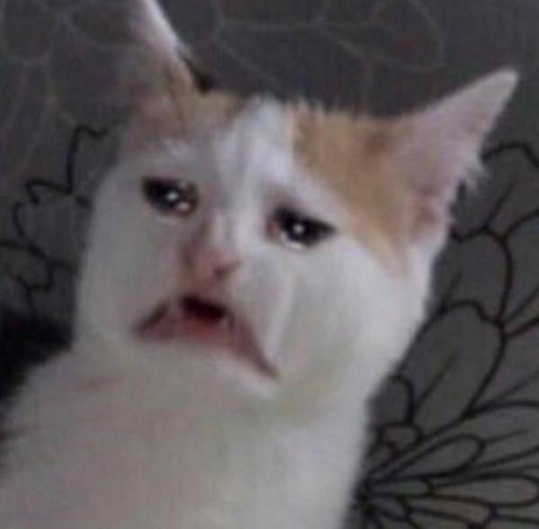 #짤 #고양이짤 #우는고양이 #고양이 #웃긴짤 #reactionpics #reactionmeme #reactioncat #catpics.jpeg