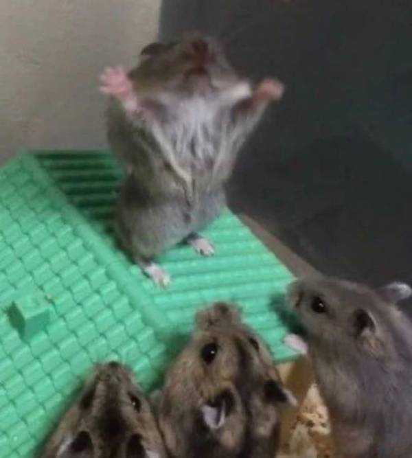93a3e3aa7c19e6111b546fd54c2e6e12.jpg