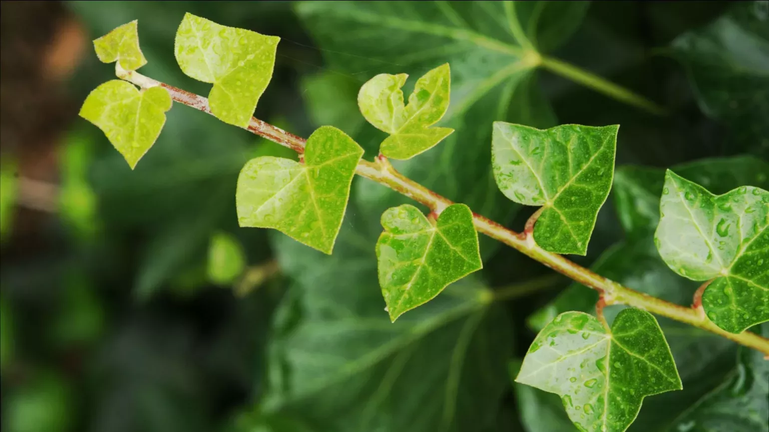 hedera helix ivy leaves.jpg.webp