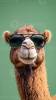 images (28).jpeg