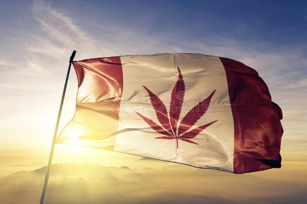 canada-weed-flag-textile-cloth-fabric-waving-top-sunrise-mist-fog-canada-weed-flag-textile-cloth-fabric-waving-top-129817253.jpg